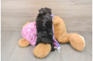 Smart Mini Aussiedoodle Poodle Mix Pup