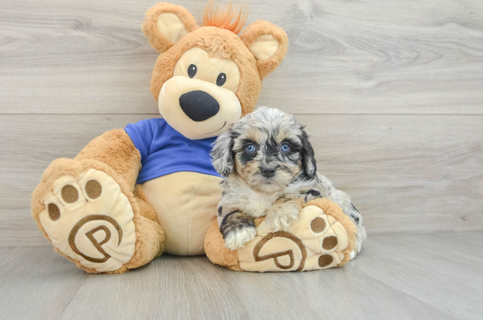 6 week old Mini Aussiedoodle Puppy For Sale - Windy City Pups