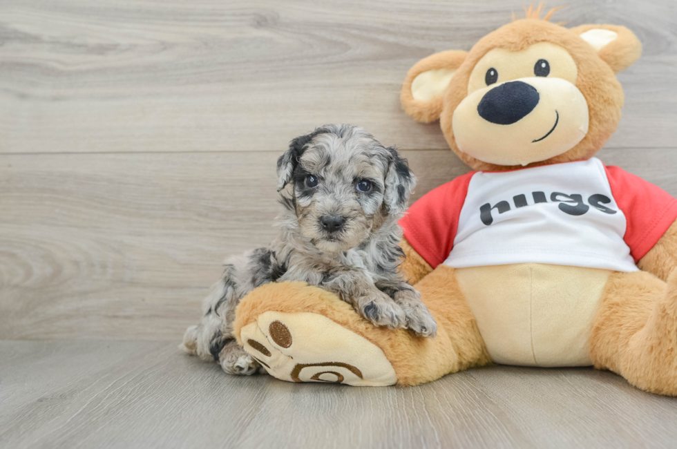 6 week old Mini Aussiedoodle Puppy For Sale - Windy City Pups