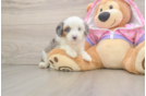 Smart Mini Aussiedoodle Poodle Mix Pup