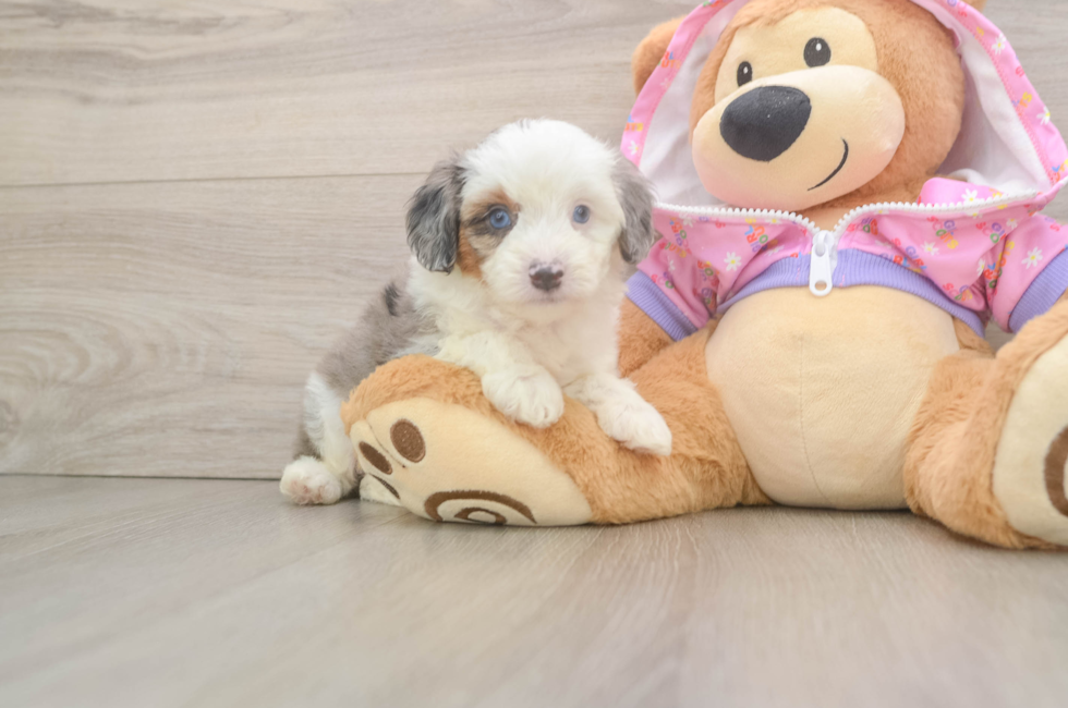 5 week old Mini Aussiedoodle Puppy For Sale - Windy City Pups