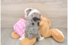 Popular Mini Aussiedoodle Poodle Mix Pup
