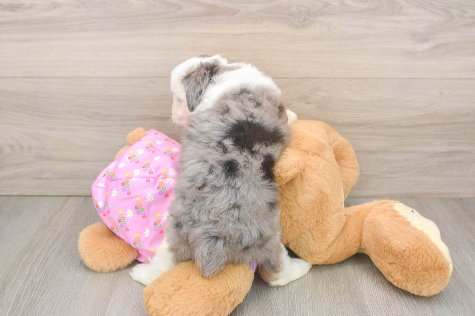 Popular Mini Aussiedoodle Poodle Mix Pup