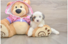Best Mini Aussiedoodle Baby
