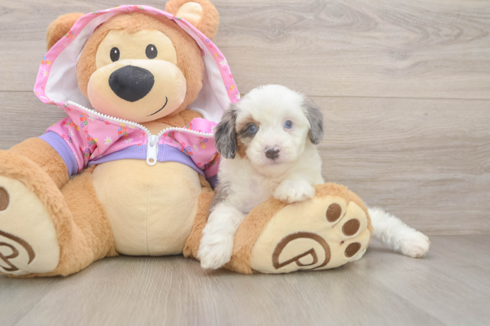 Best Mini Aussiedoodle Baby