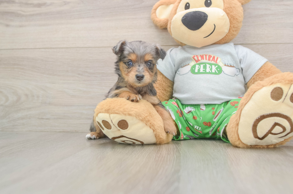 5 week old Mini Aussiedoodle Puppy For Sale - Windy City Pups