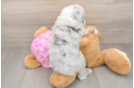 Mini Aussiedoodle Pup Being Cute