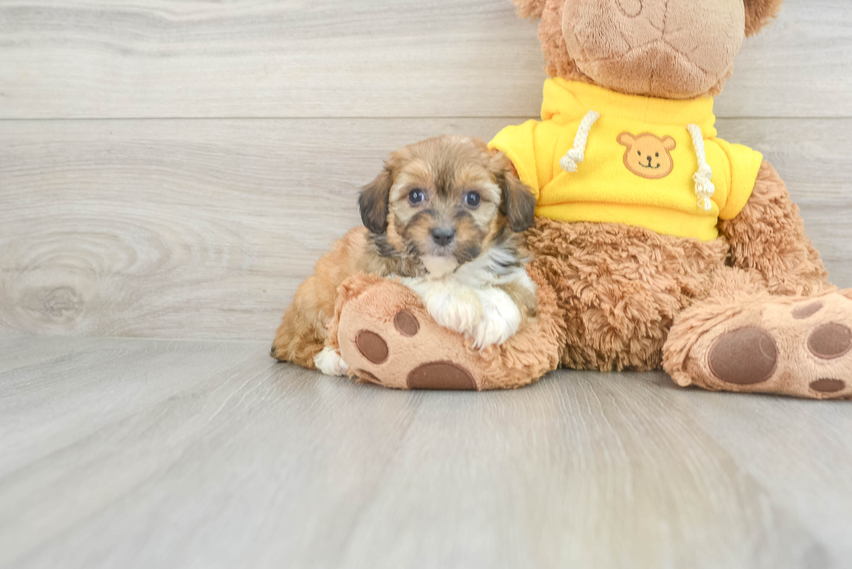 Friendly Mini Aussiedoodle Baby