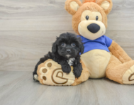 8 week old Mini Aussiedoodle Puppy For Sale - Windy City Pups