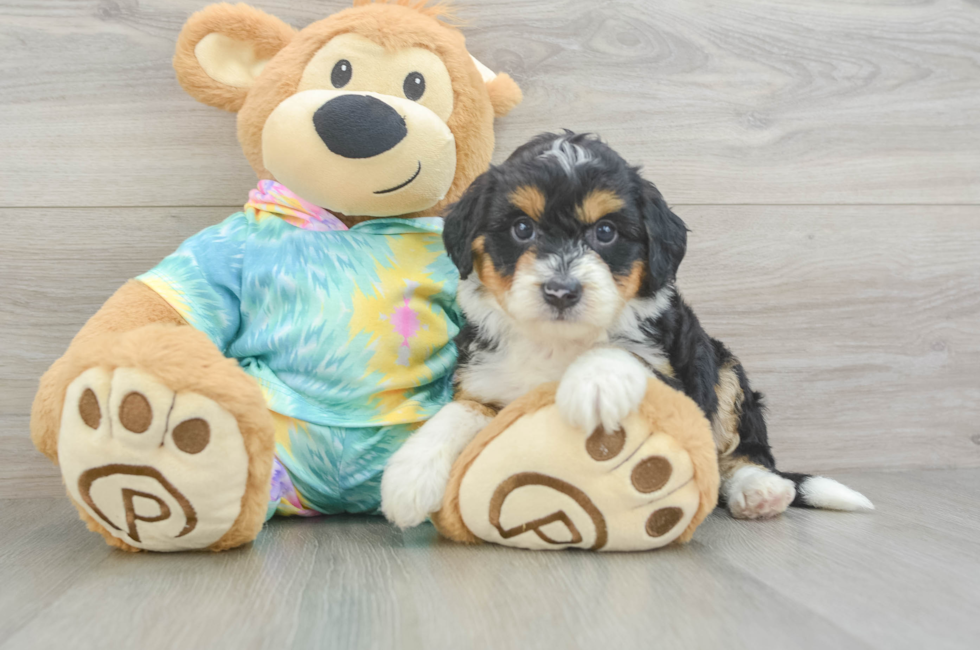 6 week old Mini Aussiedoodle Puppy For Sale - Windy City Pups