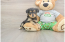 Mini Aussiedoodle Pup Being Cute