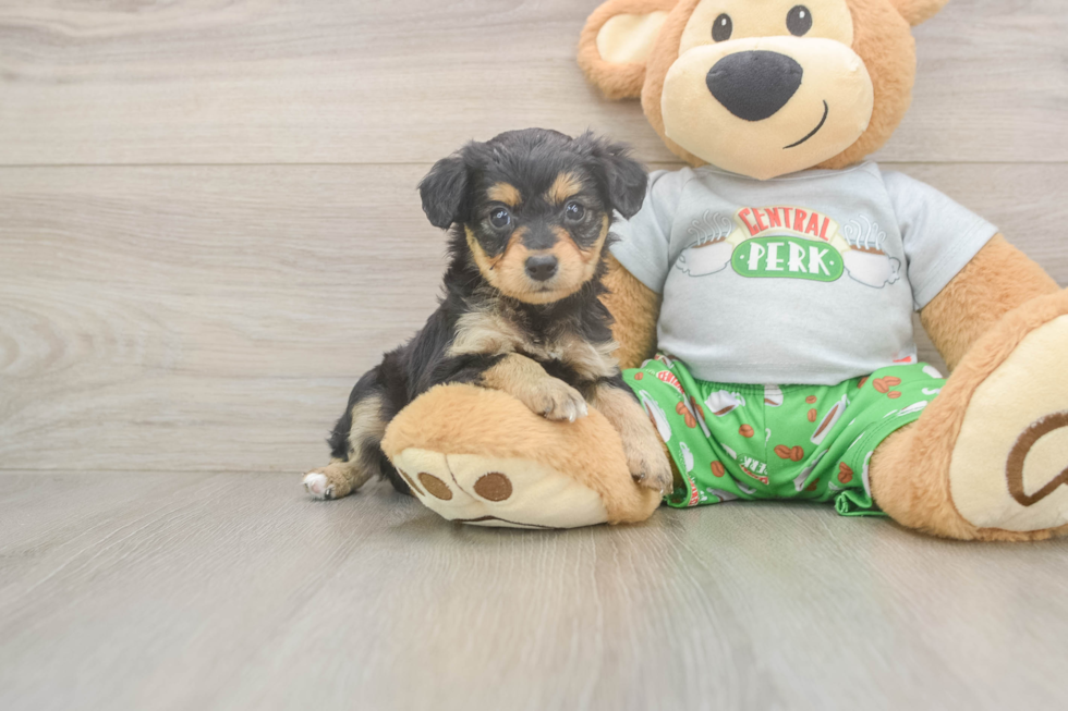 Mini Aussiedoodle Pup Being Cute