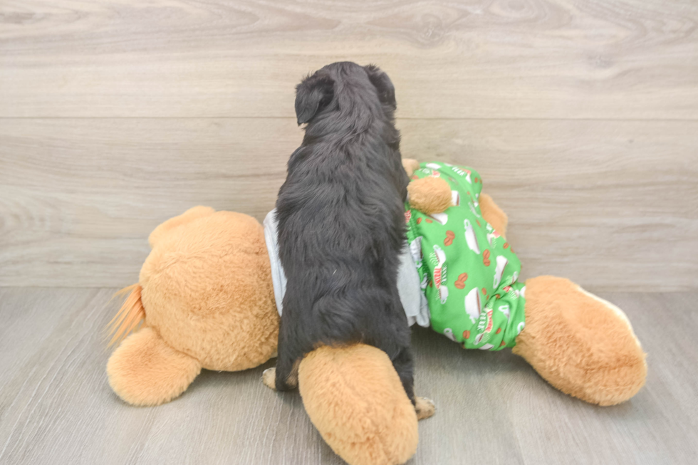 Friendly Mini Aussiedoodle Baby