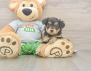 6 week old Mini Aussiedoodle Puppy For Sale - Windy City Pups
