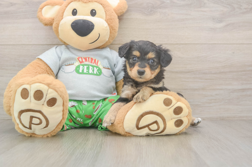 5 week old Mini Aussiedoodle Puppy For Sale - Windy City Pups