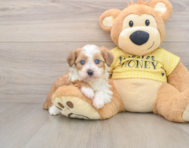 6 week old Mini Aussiedoodle Puppy For Sale - Windy City Pups