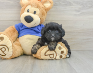 8 week old Mini Aussiedoodle Puppy For Sale - Windy City Pups