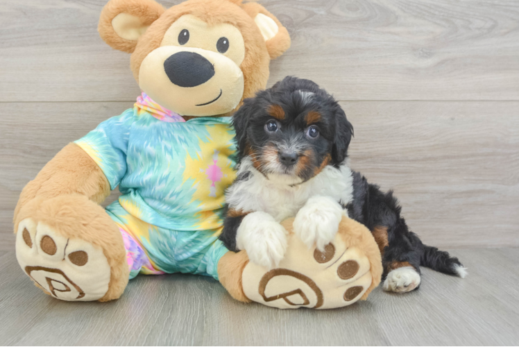 Best Mini Aussiedoodle Baby