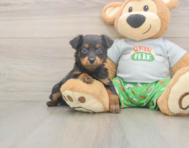 7 week old Mini Aussiedoodle Puppy For Sale - Windy City Pups