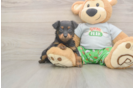 Smart Mini Aussiedoodle Poodle Mix Pup