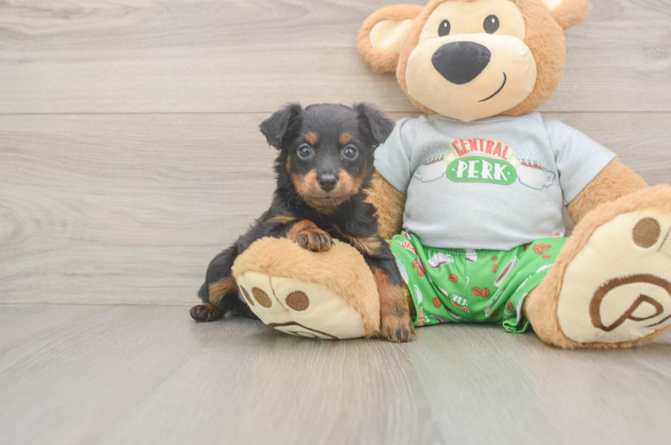 5 week old Mini Aussiedoodle Puppy For Sale - Windy City Pups