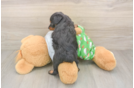Hypoallergenic Aussiepoo Poodle Mix Puppy