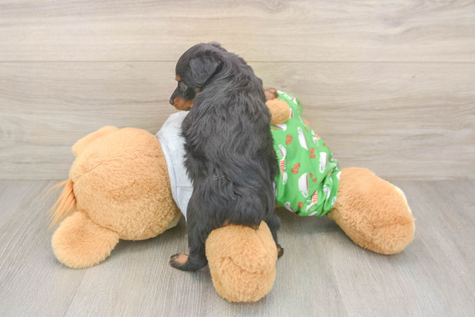 Hypoallergenic Aussiepoo Poodle Mix Puppy