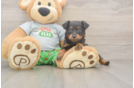 Mini Aussiedoodle Puppy for Adoption