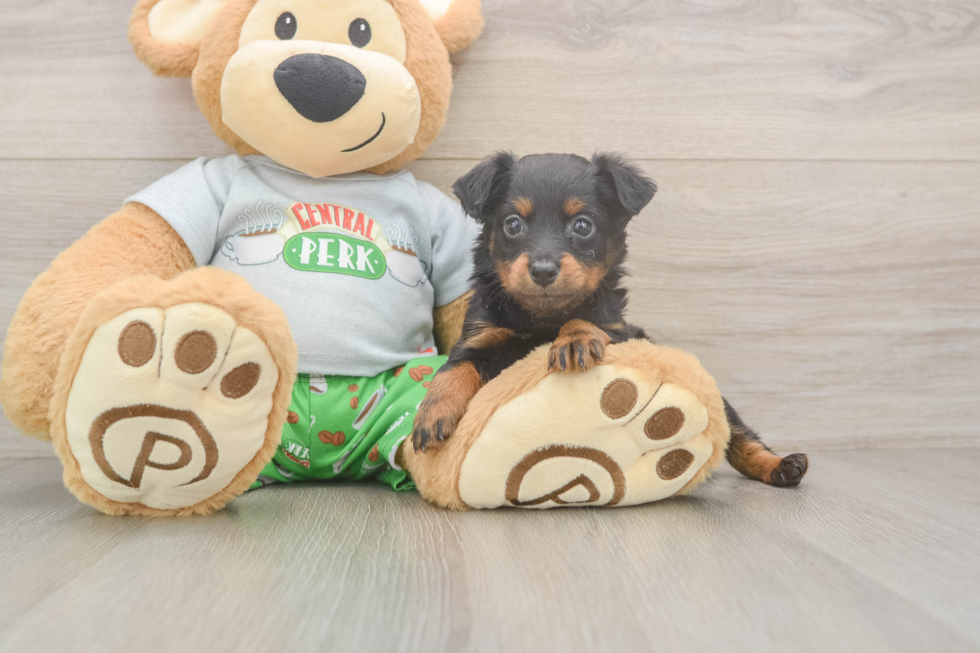 Mini Aussiedoodle Puppy for Adoption