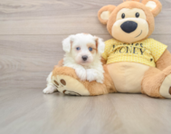 6 week old Mini Aussiedoodle Puppy For Sale - Windy City Pups