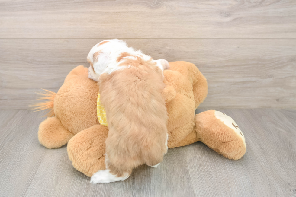 Mini Aussiedoodle Pup Being Cute