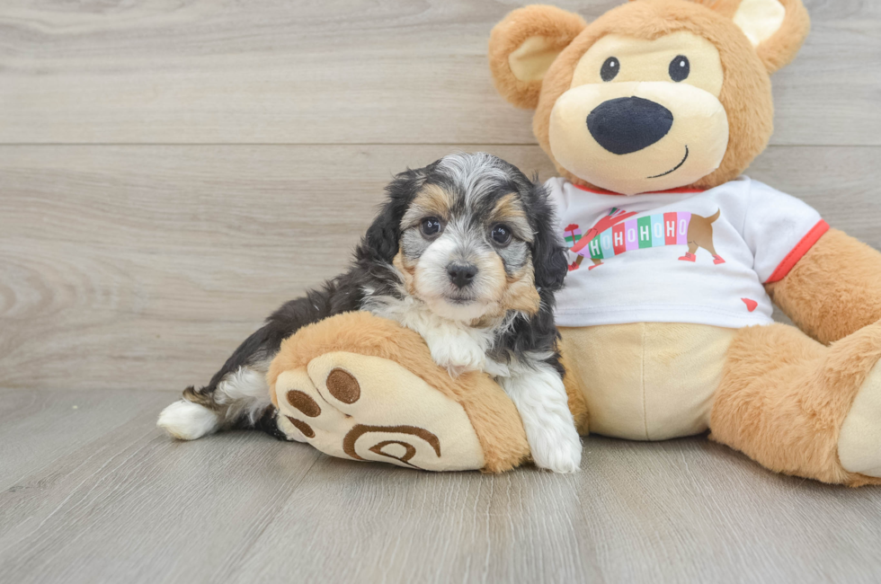 5 week old Mini Aussiedoodle Puppy For Sale - Windy City Pups