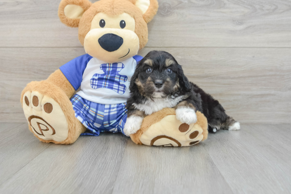 Adorable Mini Australian Shepherd X Poodle Mix Poodle Mix Puppy