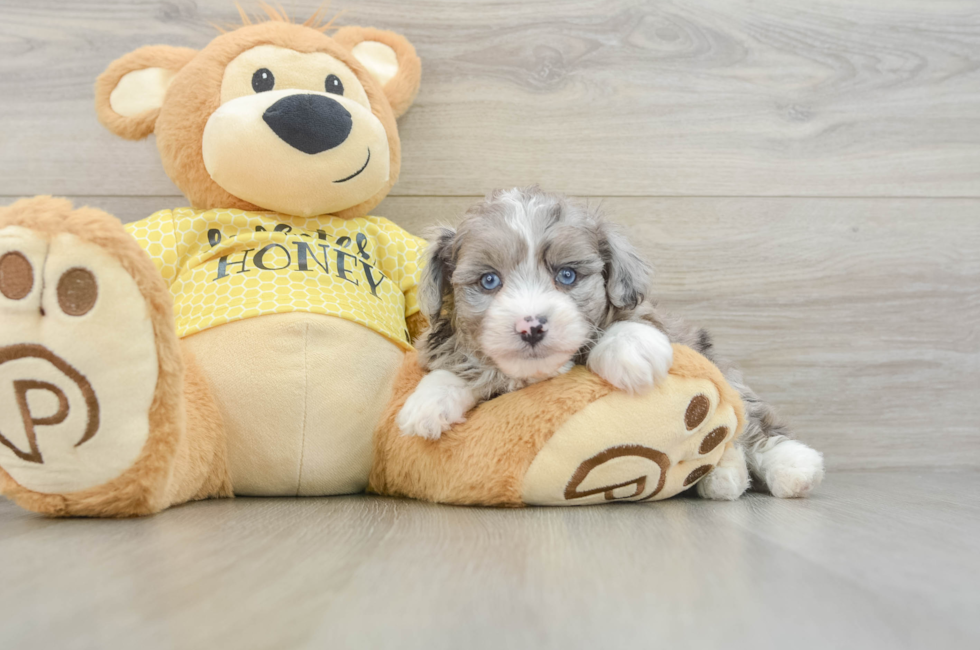 6 week old Mini Aussiedoodle Puppy For Sale - Windy City Pups