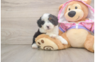 Mini Aussiedoodle Pup Being Cute