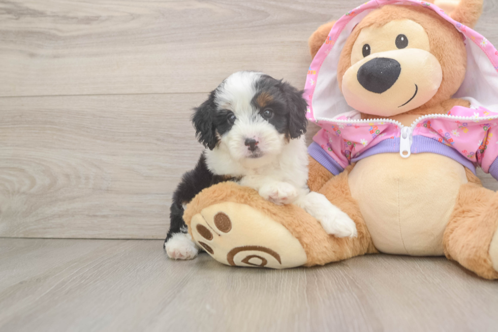 Mini Aussiedoodle Pup Being Cute
