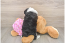 Hypoallergenic Aussiepoo Poodle Mix Puppy