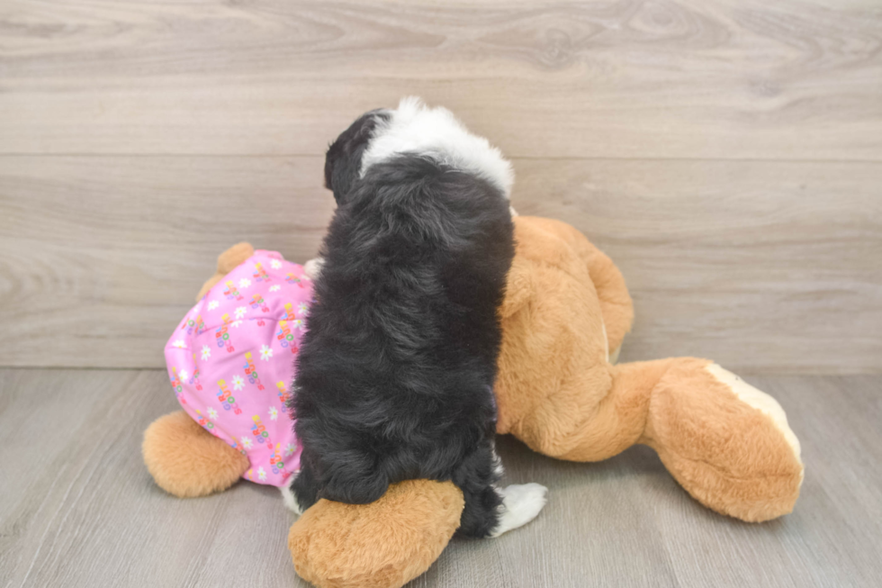 Hypoallergenic Aussiepoo Poodle Mix Puppy