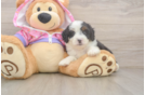 Mini Aussiedoodle Puppy for Adoption