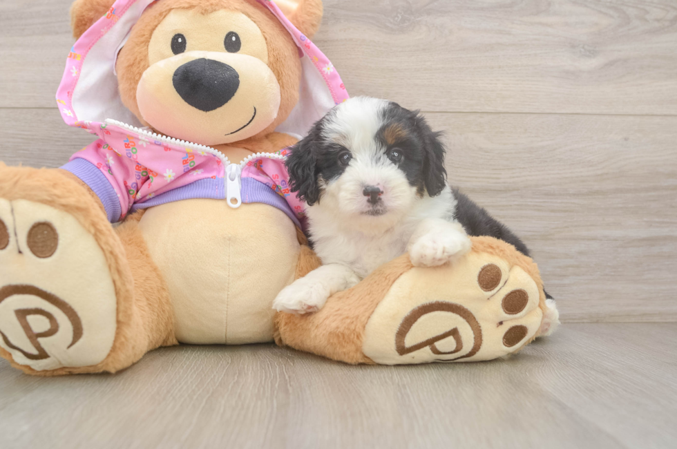 5 week old Mini Aussiedoodle Puppy For Sale - Windy City Pups