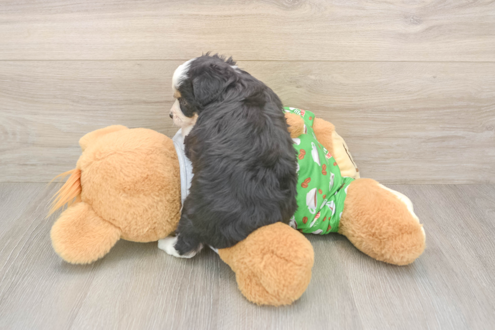Small Mini Aussiedoodle Baby