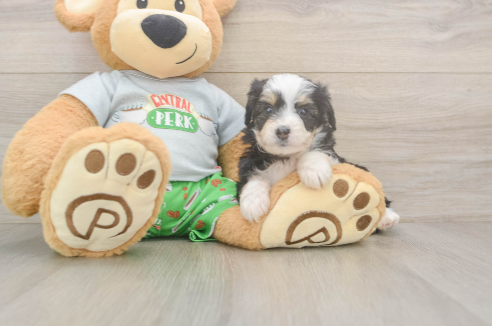 5 week old Mini Aussiedoodle Puppy For Sale - Windy City Pups