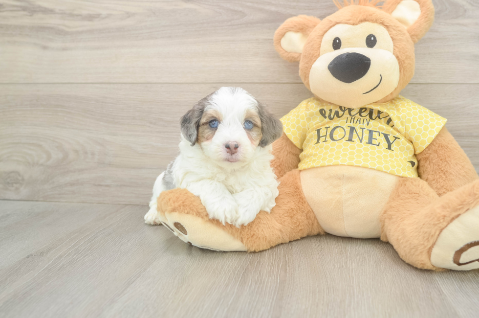 5 week old Mini Aussiedoodle Puppy For Sale - Windy City Pups