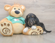 5 week old Mini Aussiedoodle Puppy For Sale - Windy City Pups