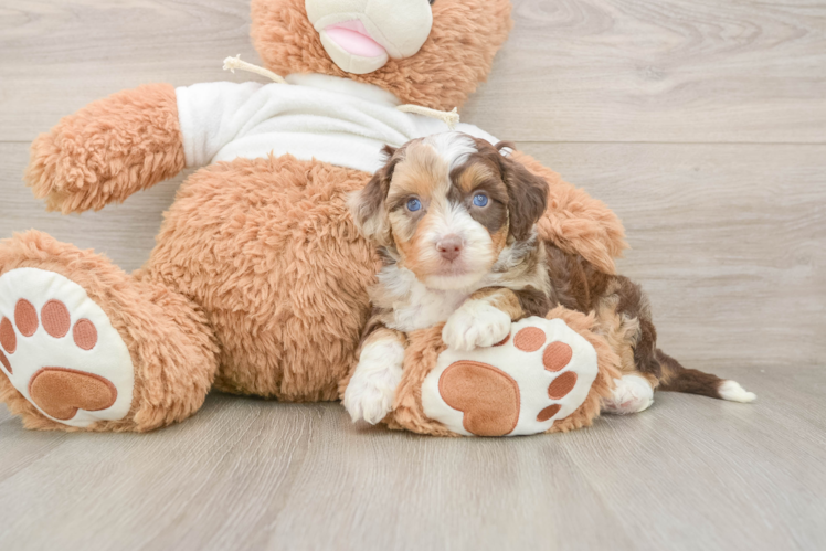 Fluffy Mini Aussiedoodle Poodle Mix Pup