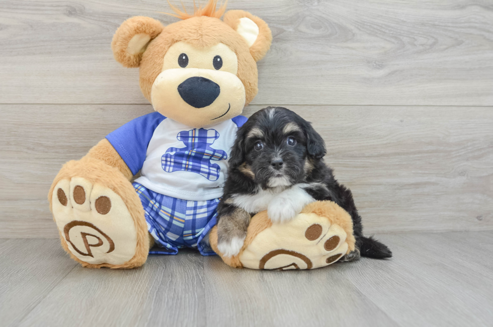 6 week old Mini Aussiedoodle Puppy For Sale - Windy City Pups