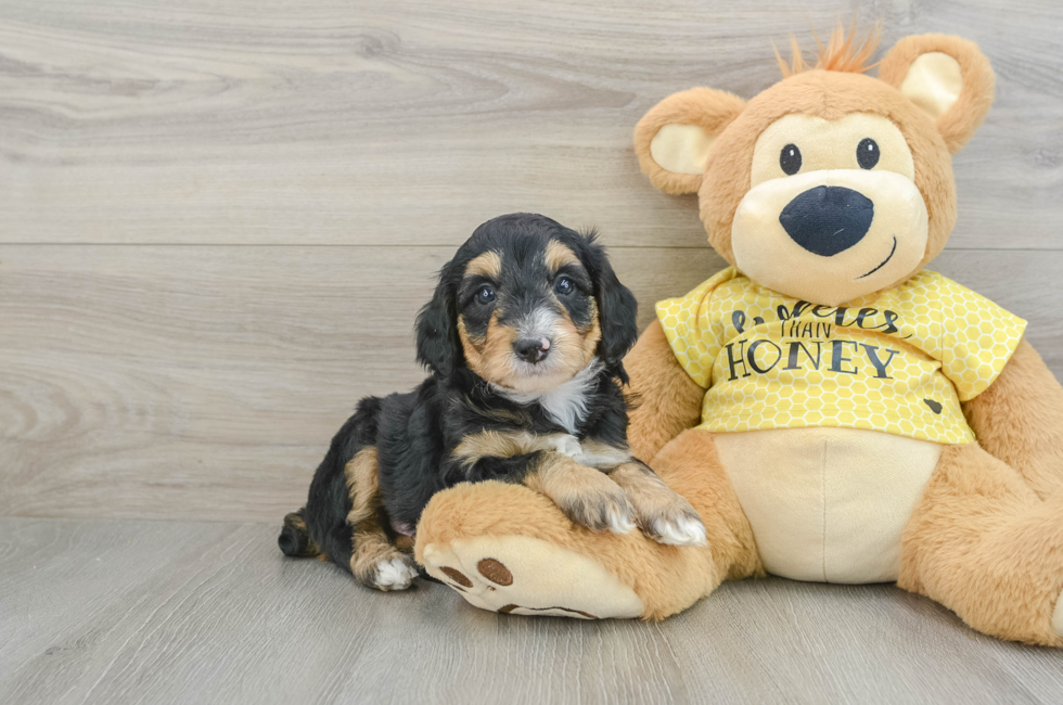 7 week old Mini Aussiedoodle Puppy For Sale - Windy City Pups