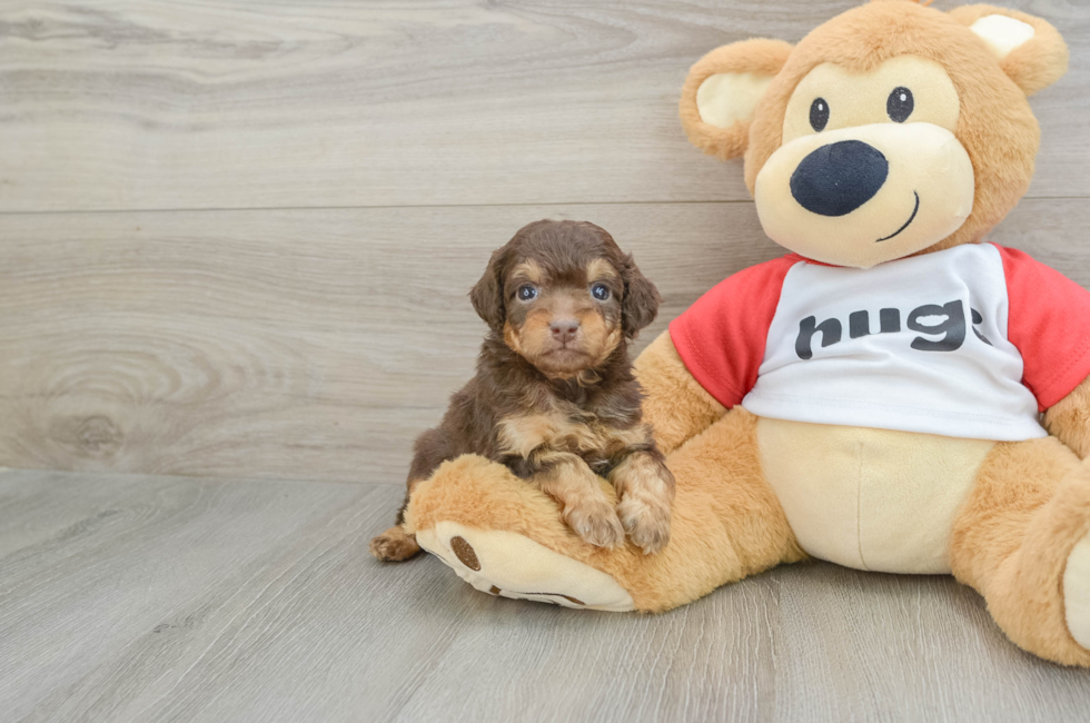 6 week old Mini Aussiedoodle Puppy For Sale - Windy City Pups