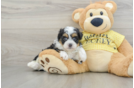 Sweet Mini Aussiedoodle Baby