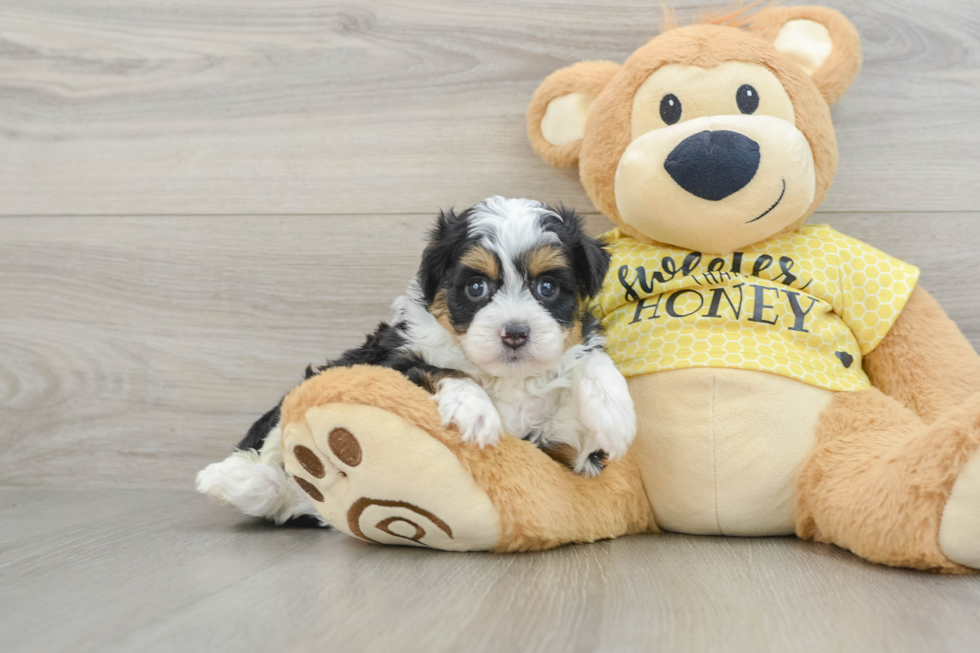Sweet Mini Aussiedoodle Baby